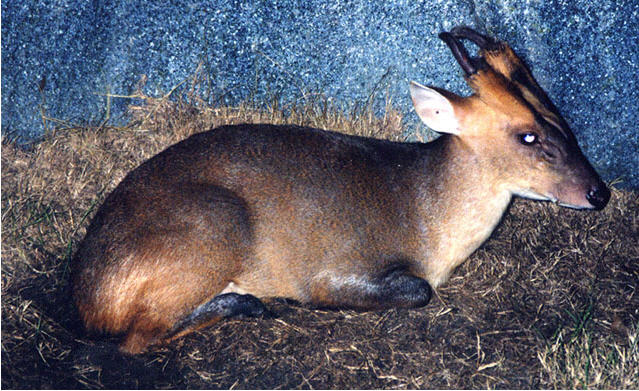 The lowly muntjac